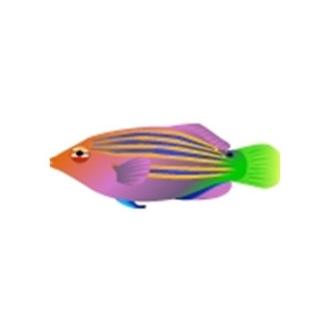 Fourstripe Wrasse